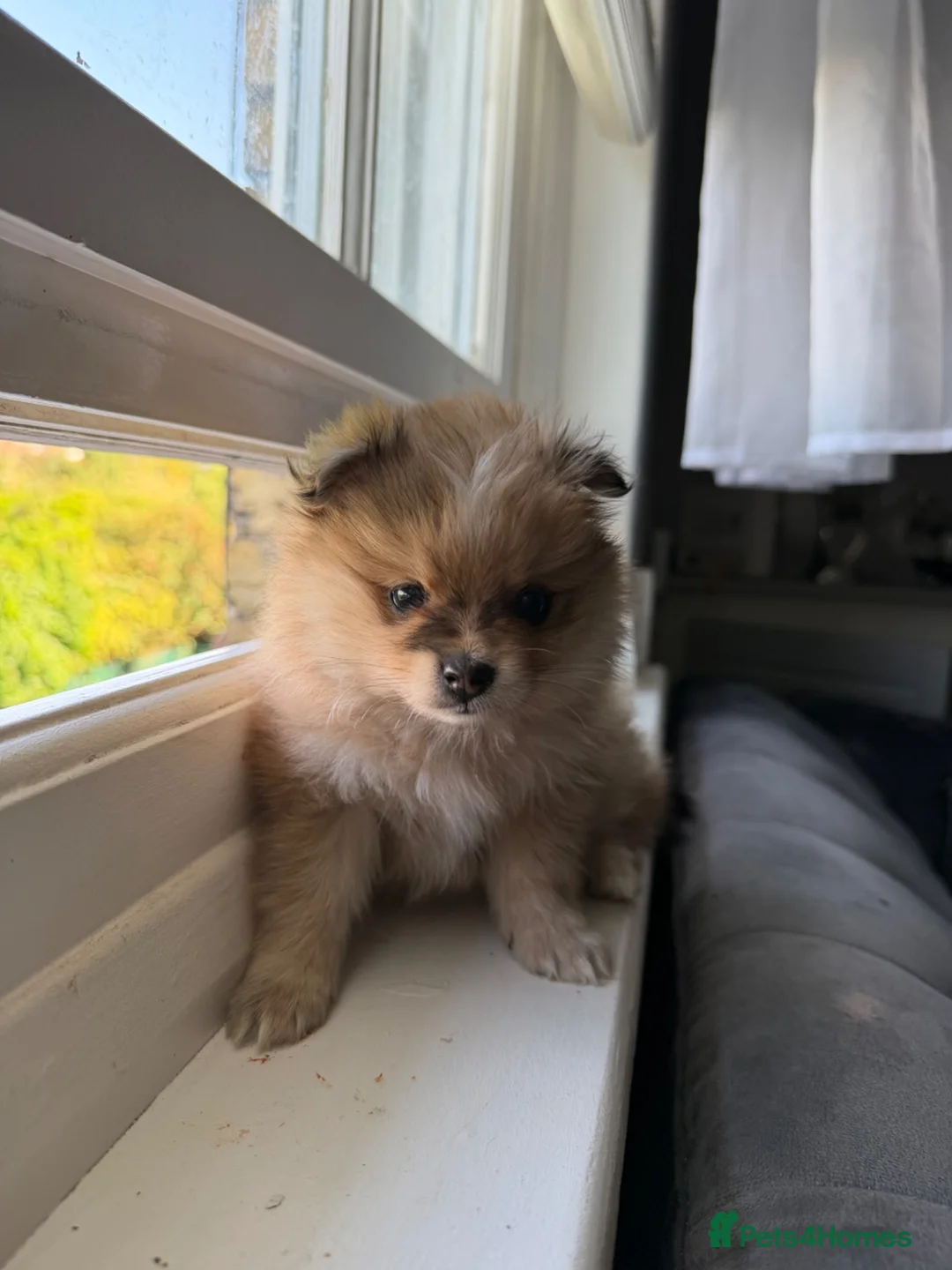 Pomeranian dogs for sale: Adorable Pomeranian Puppies Merle, Sable & Black - Advert 27