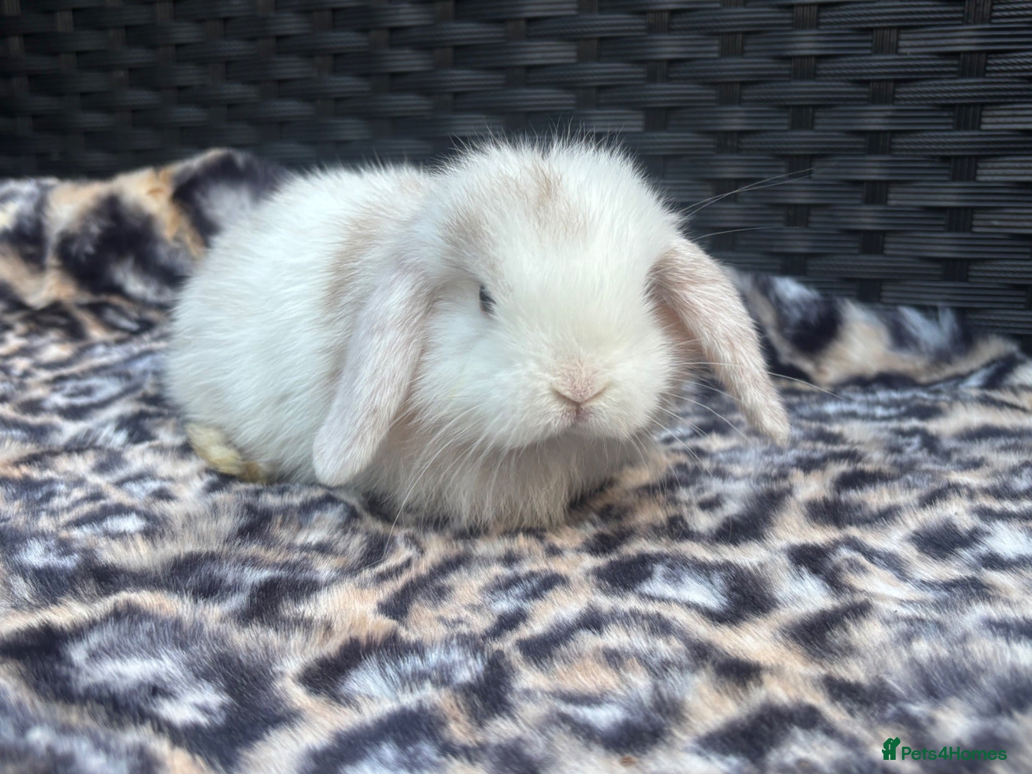 Mini Lop rabbits Pedigreed pure bred mini lops  - Advert 17