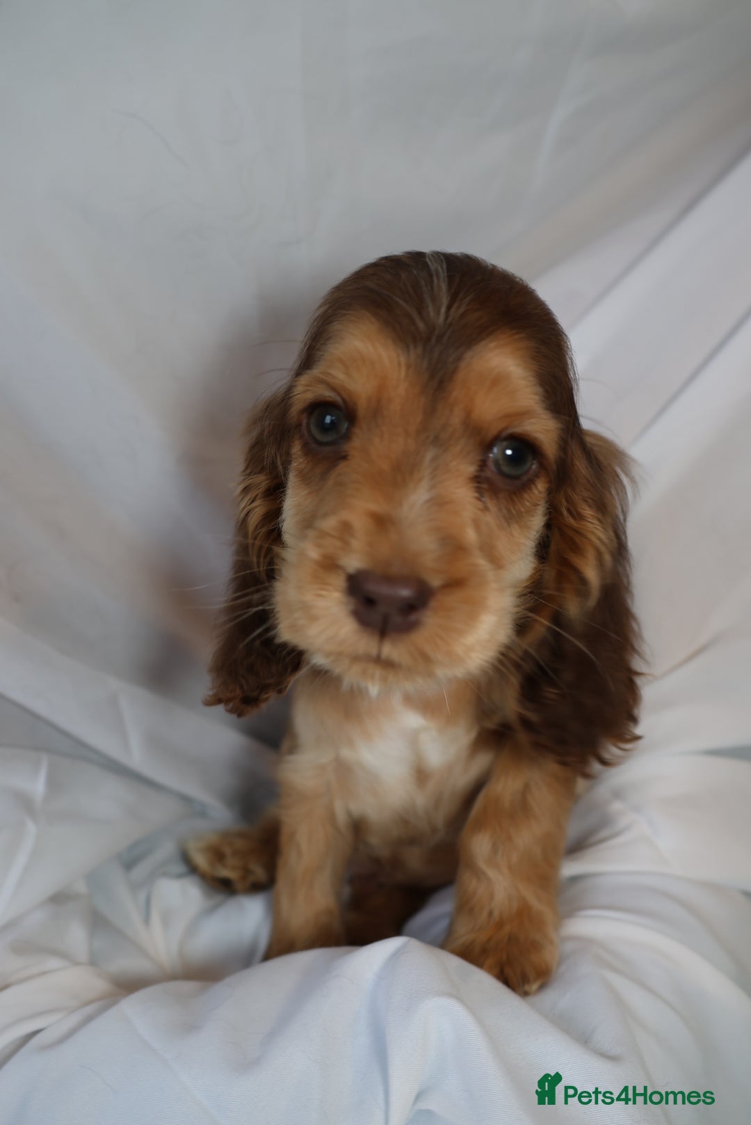 Cocker Spaniel dogs for sale: Championline Cocker Spaniel - Advert 29