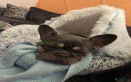 French Bulldog dogs for sale: Female French Bulldog  - Image 3