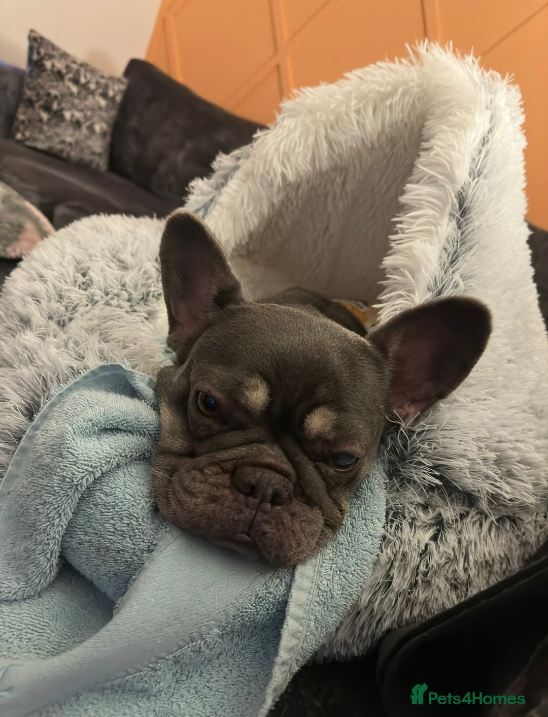 French Bulldog dogs for sale: Female French Bulldog  - Image 3