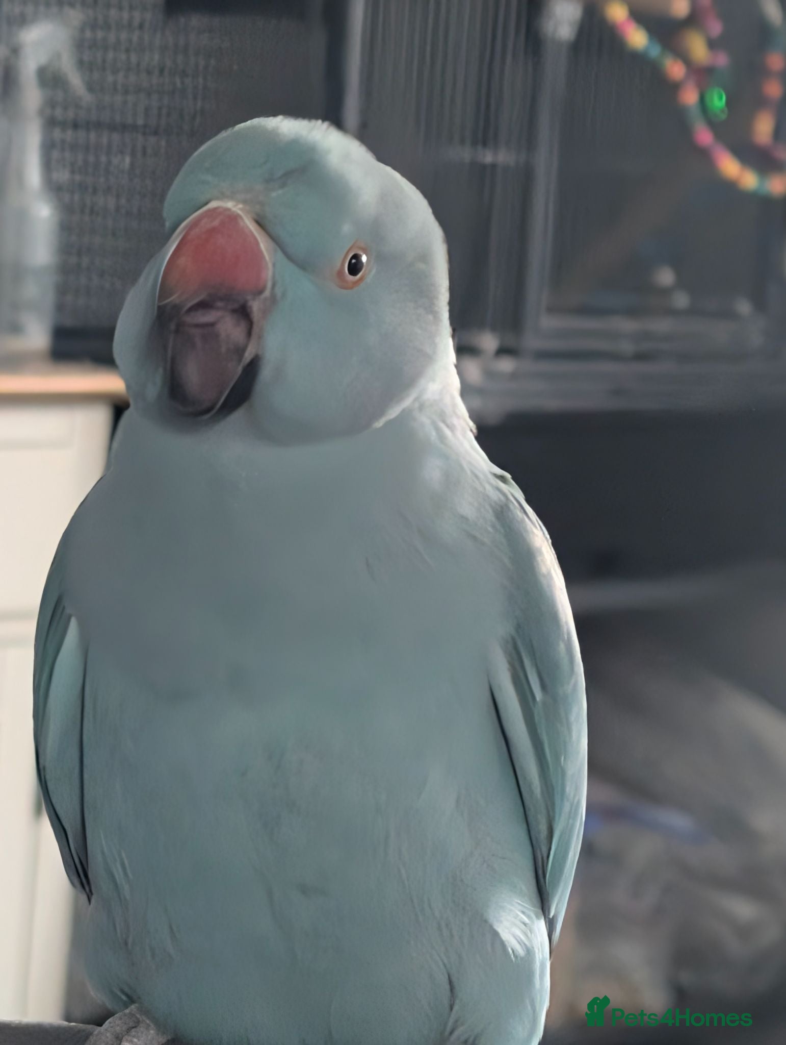 Ringnecks birds Blue Indian ringneck  - Advert 2