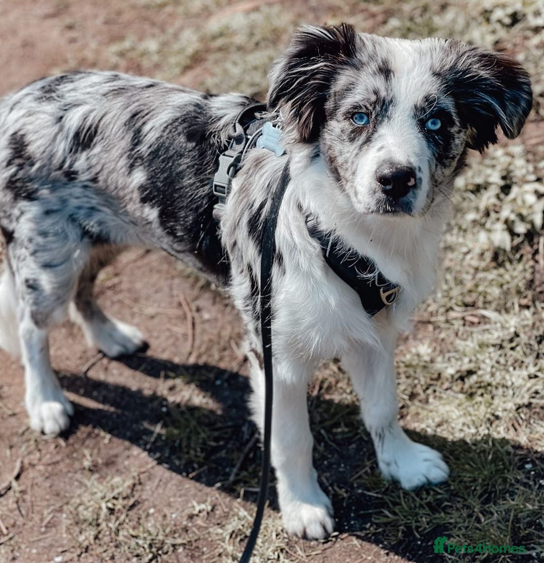 Australian Shepherd dogs for sale: Australian Shepherd For Rehoming - Advert 2