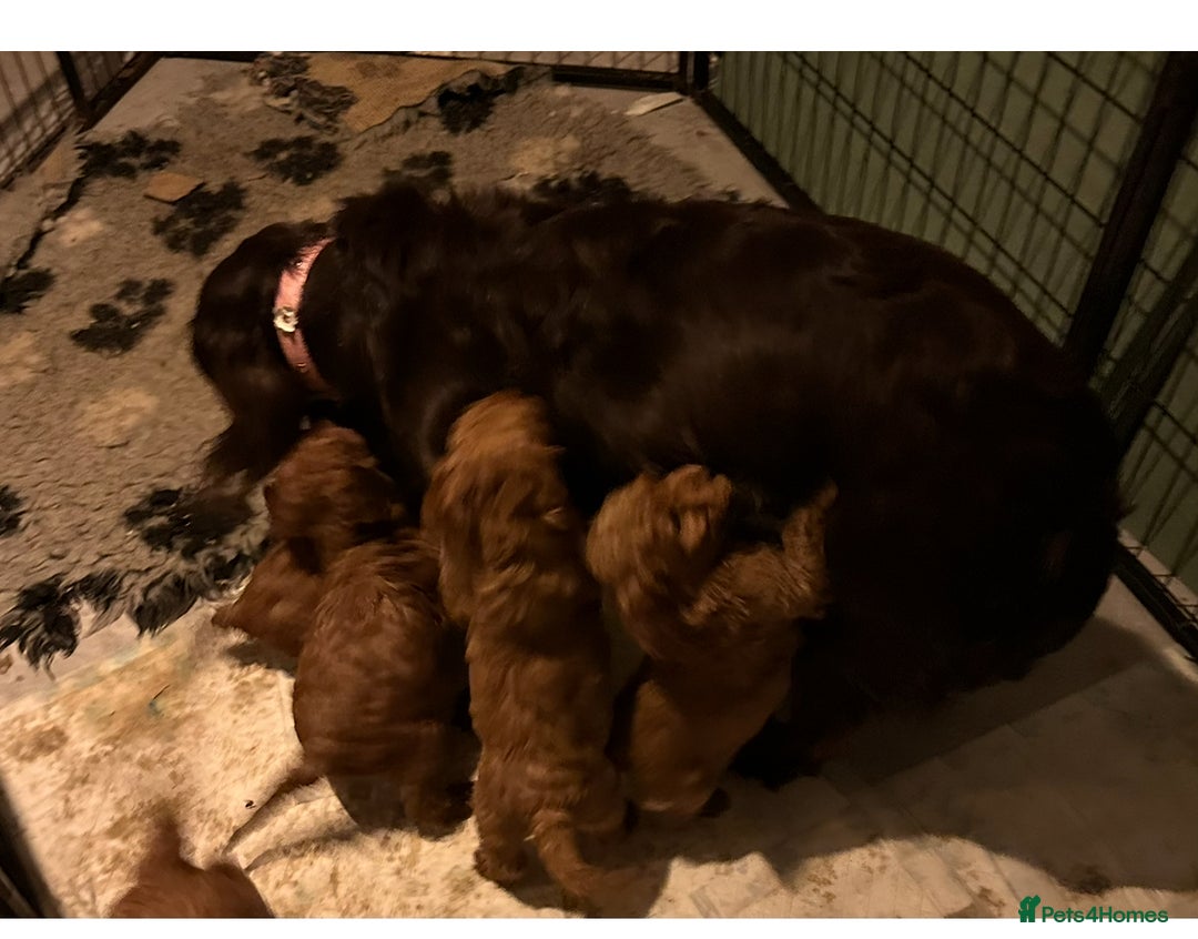 Cockapoo dogs for sale: Mini F1 cockpoos - Advert 1