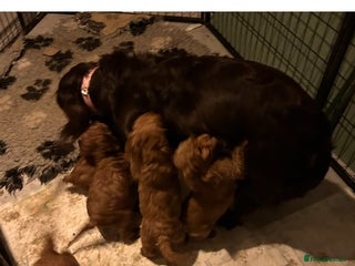 Cockapoo dogs Mini F1 cockpoos - Advert 1