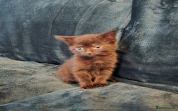 Mixed Breed cats for sale: Adorable kittens for sale. - Image 4