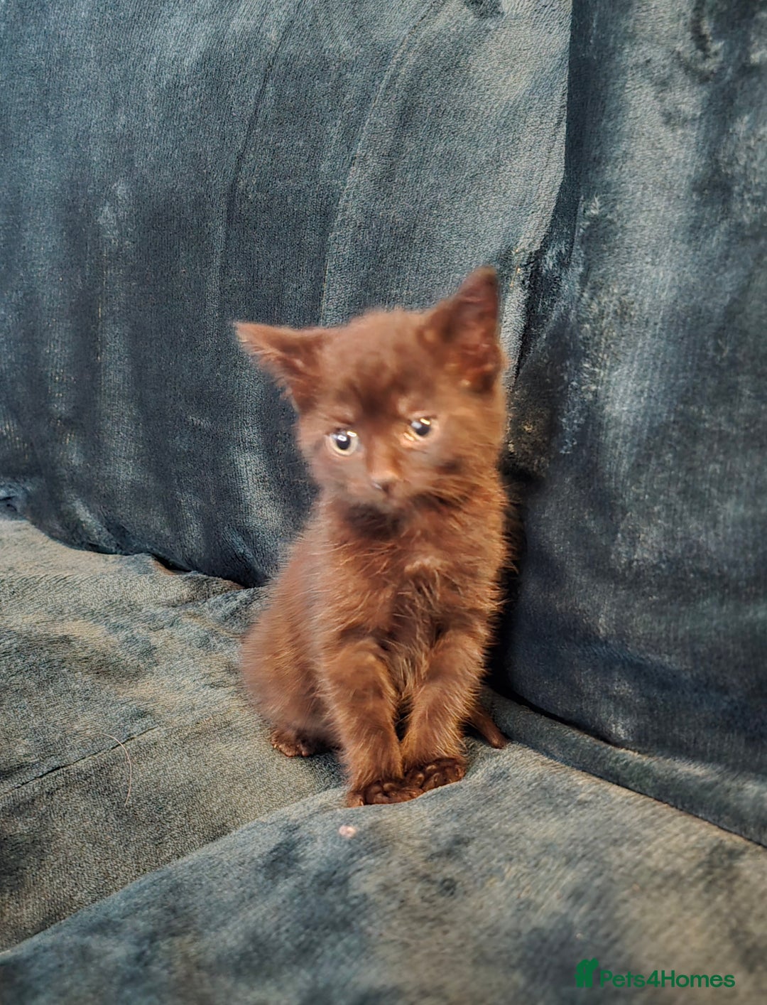 Mixed Breed cats for sale: Adorable kittens for sale. - Image 4