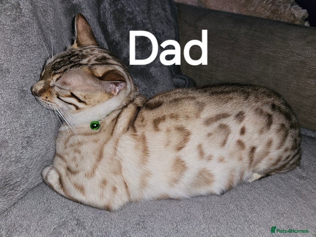 Bengal cats for sale: Silver/ mink bengals kittens  - Advert 3