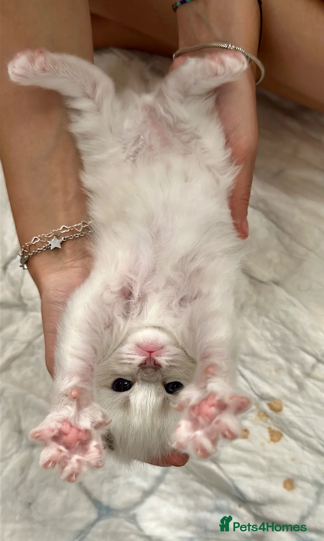 Ragdoll cats for sale: 3 Ragdoll kittens - Advert 1