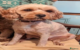 Cockapoo dogs for sale: ❤️ Tiny Deep Red Miniature F1b Cockapoo Pup's  - Image 40