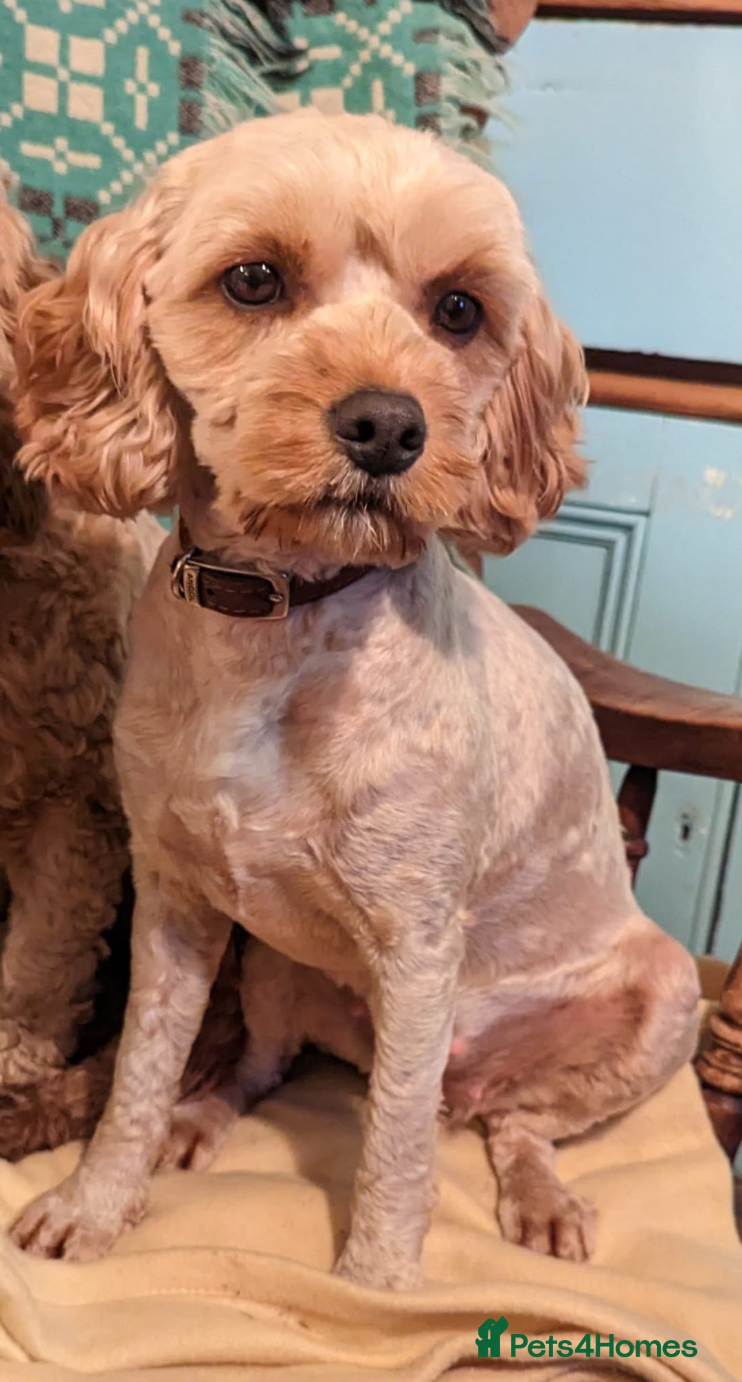 Cockapoo dogs for sale: ❤️ Tiny Deep Red Miniature F1b Cockapoo Pup's  - Image 40