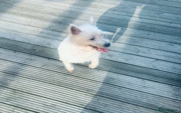 West Highland Terrier dogs for sale: KC Reg Westies - Image 14