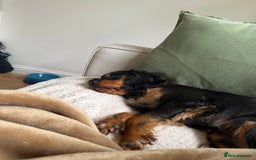 Cavalier King Charles Spaniel dogs for sale: Cavalier King Charles Spaniel Puppy - Image 8