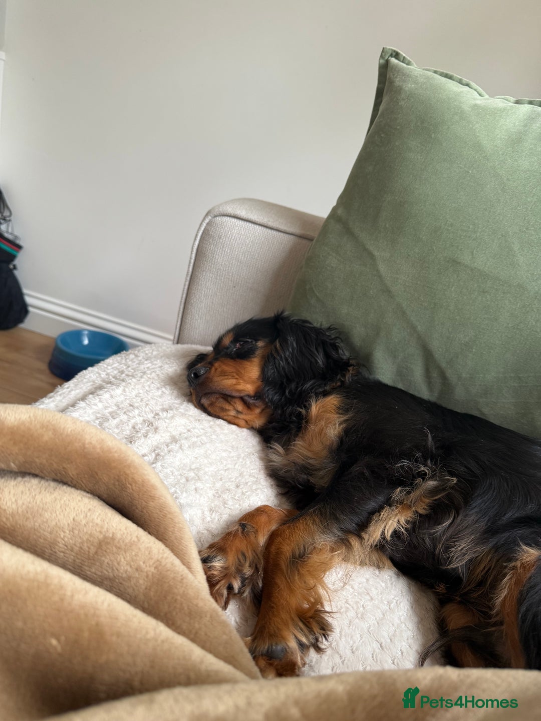 Cavalier King Charles Spaniel dogs for sale: Cavalier King Charles Spaniel Puppy - Image 8