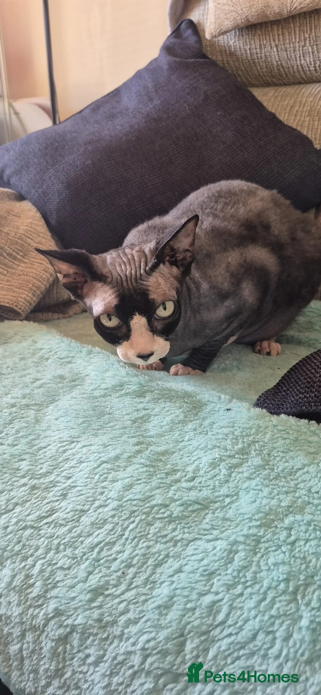 Sphynx cats for sale: Loving friendly black and white sphinx needs home in Seaford - Advert 1