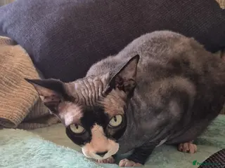 Sphynx cats Loving friendly black and white sphinx needs home - Advert 2
