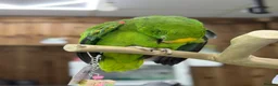 Parrots birds for sale: Yellow crowned amazon - Advert 2