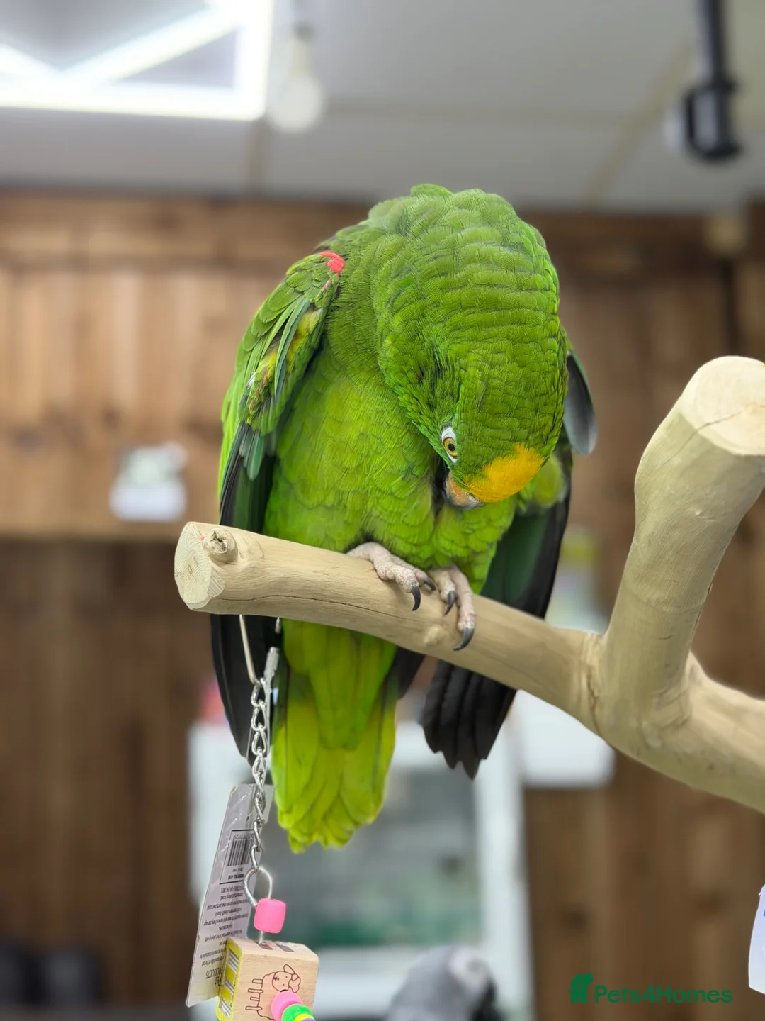 Parrots birds for sale: Yellow crowned amazon - Advert 2