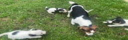 Jack Russell dogs for sale: Miniature Jack Russell puppies - Advert 7