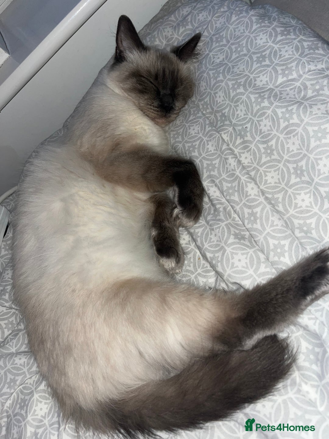 Ragdoll cats for sale: Ragdoll cat for sale  - Advert 3