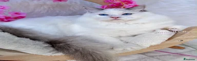 Raffaele/Seal Bcolour😻