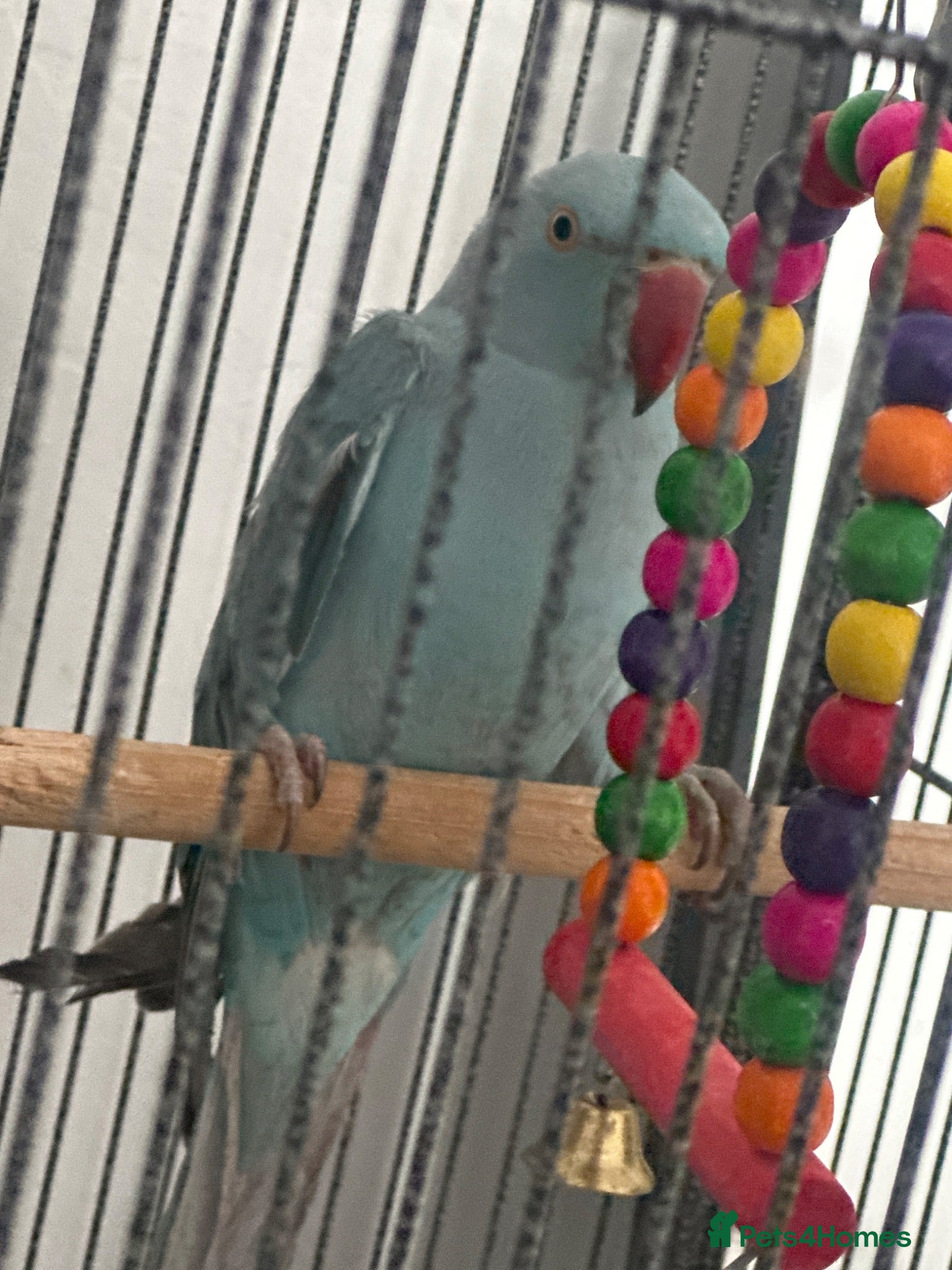 Cockatiels birds Beautiful Blue Indian Ringneck Parrot - Advert 1