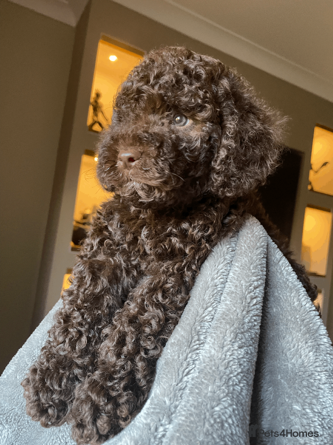 Cockapoo dogs for sale: F1b Toy Cockapoo puppy - Advert 2