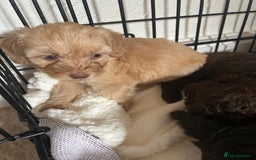 Cockapoo dogs for sale:  Cockapoo puppies  - Image 28