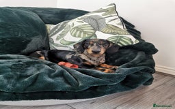 Miniature Dachshund dogs for stud: PROVEN-KC STUD minature smooth haired dachshund in Catterick Garrison - Image 3
