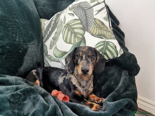 Miniature Dachshund dogs PROVEN-KC STUD minature smooth haired dachshund - Advert 2