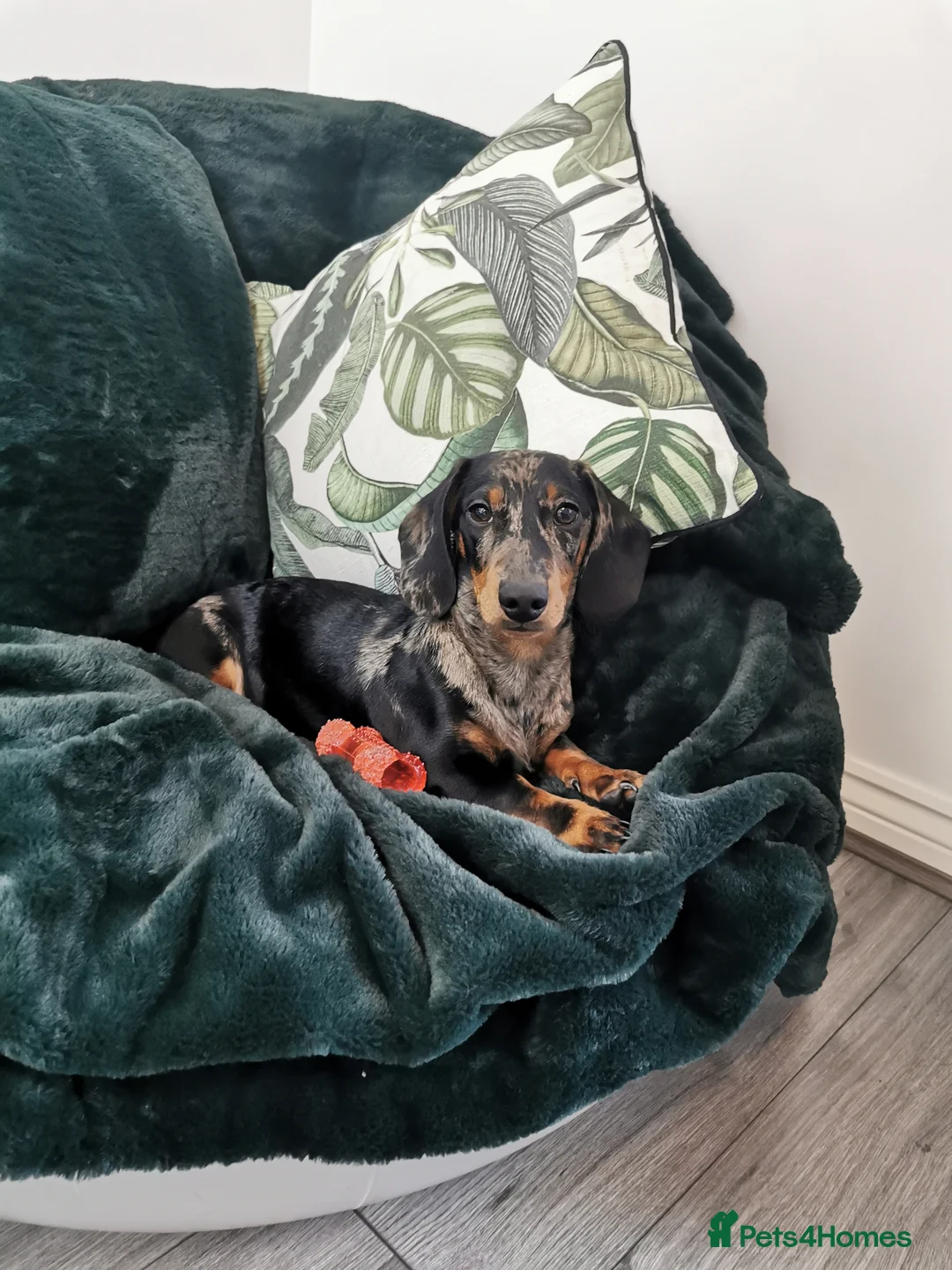 Miniature Dachshund dogs for stud: PROVEN-KC STUD minature smooth haired dachshund - Advert 1