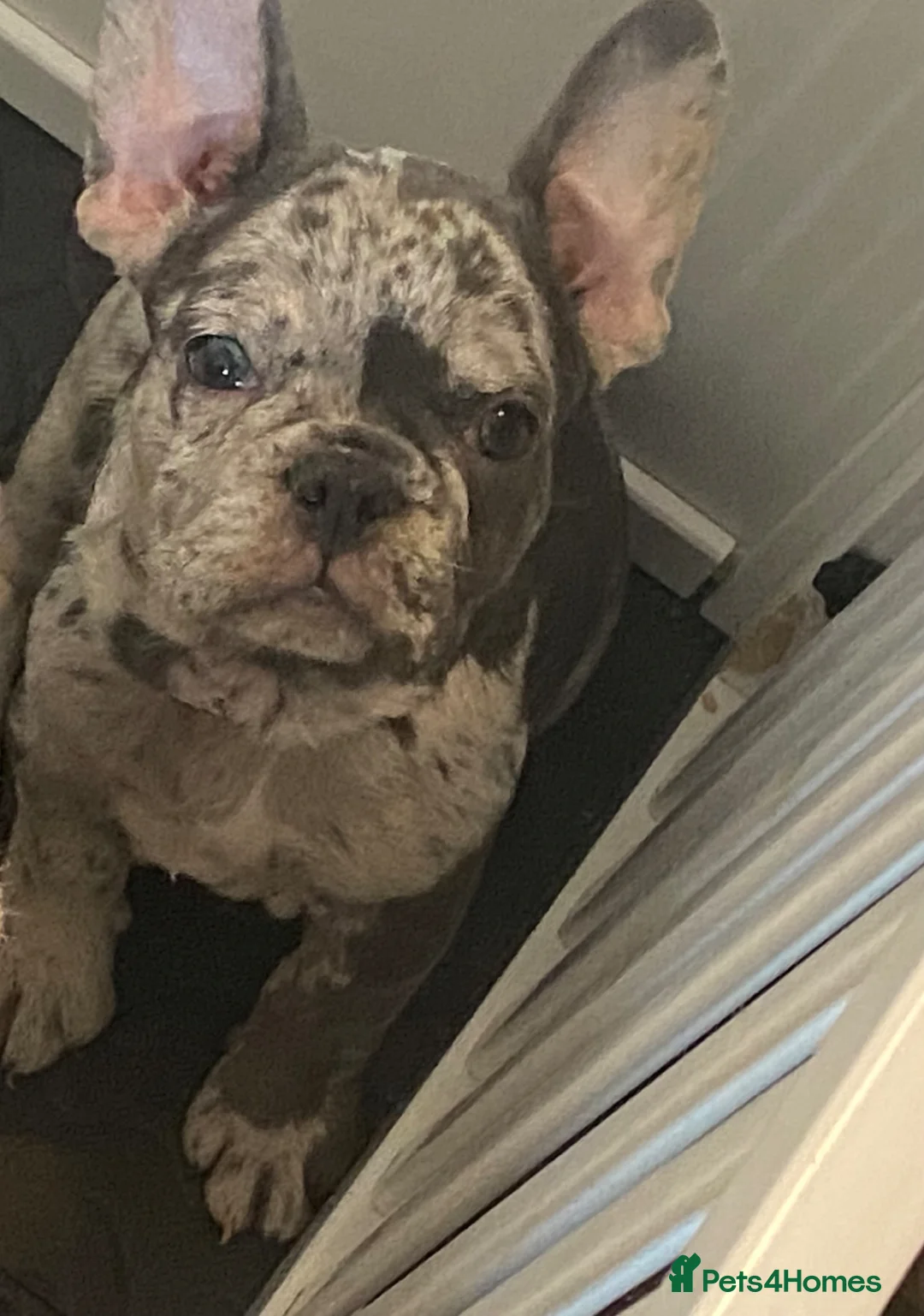 French Bulldog dogs for sale: Prada : Stunning Merle Frenchie 2 years old  - Advert 1