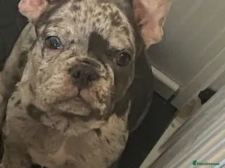 French Bulldog dogs Prada : Stunning Merle Frenchie 2 years old - Advert 1