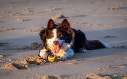 Border Collie dogs for stud: Chase - red & white BC for stud - Image 8