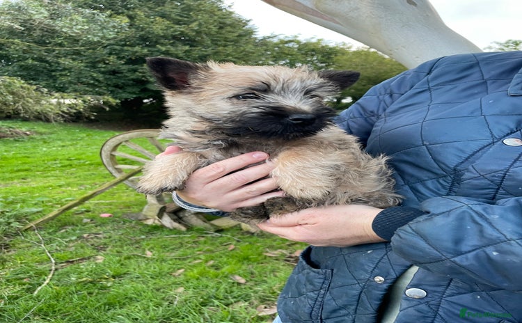 Cairn Terrier dogs - Advert 2