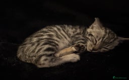 Bengal cats for sale: Beautiful Silver Bengal female - Tica optional  - Image 1