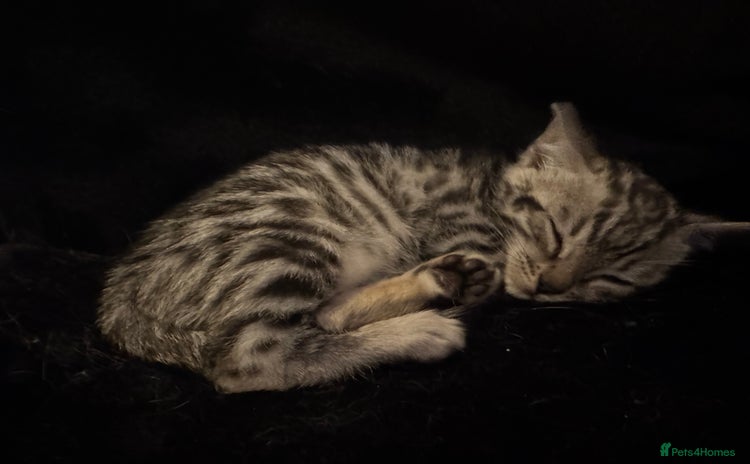 Bengal cats - Advert 1