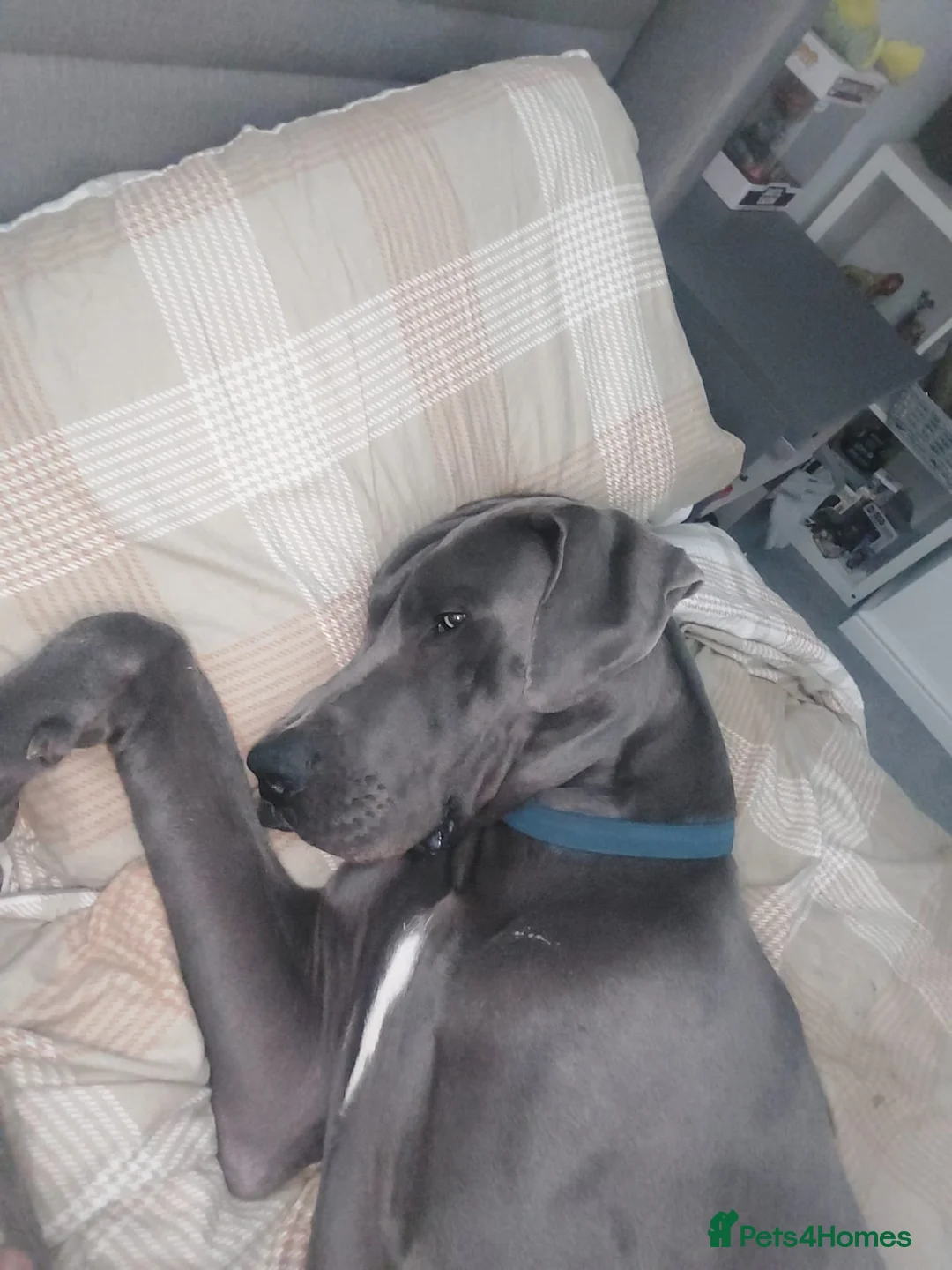 Great Dane dogs for stud: Great Dane for stud in Chesterfield - Advert 7