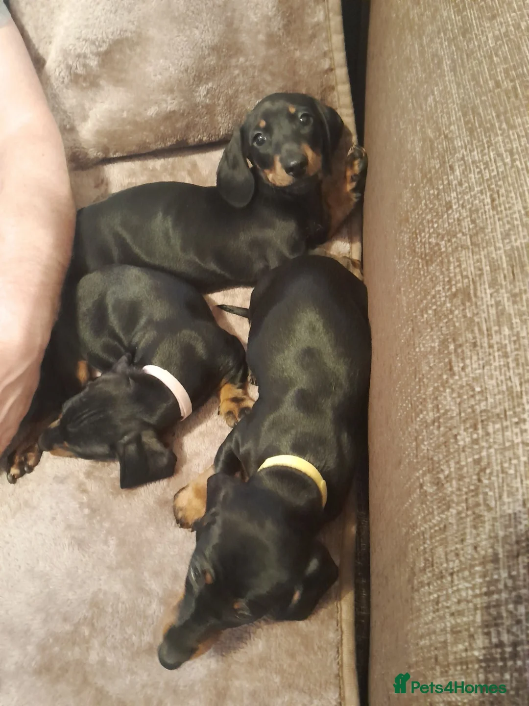 Dachshund dogs for sale: Adorable dachshund puppies - Advert 3