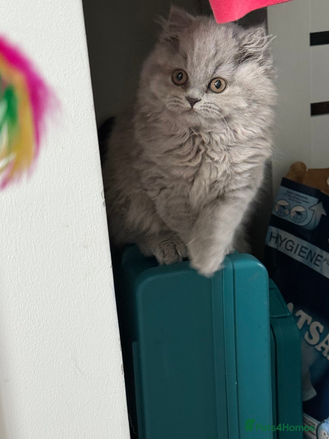 British Shorthair cats for sale: RESERVED! Last British Longhair girl  - Image 6