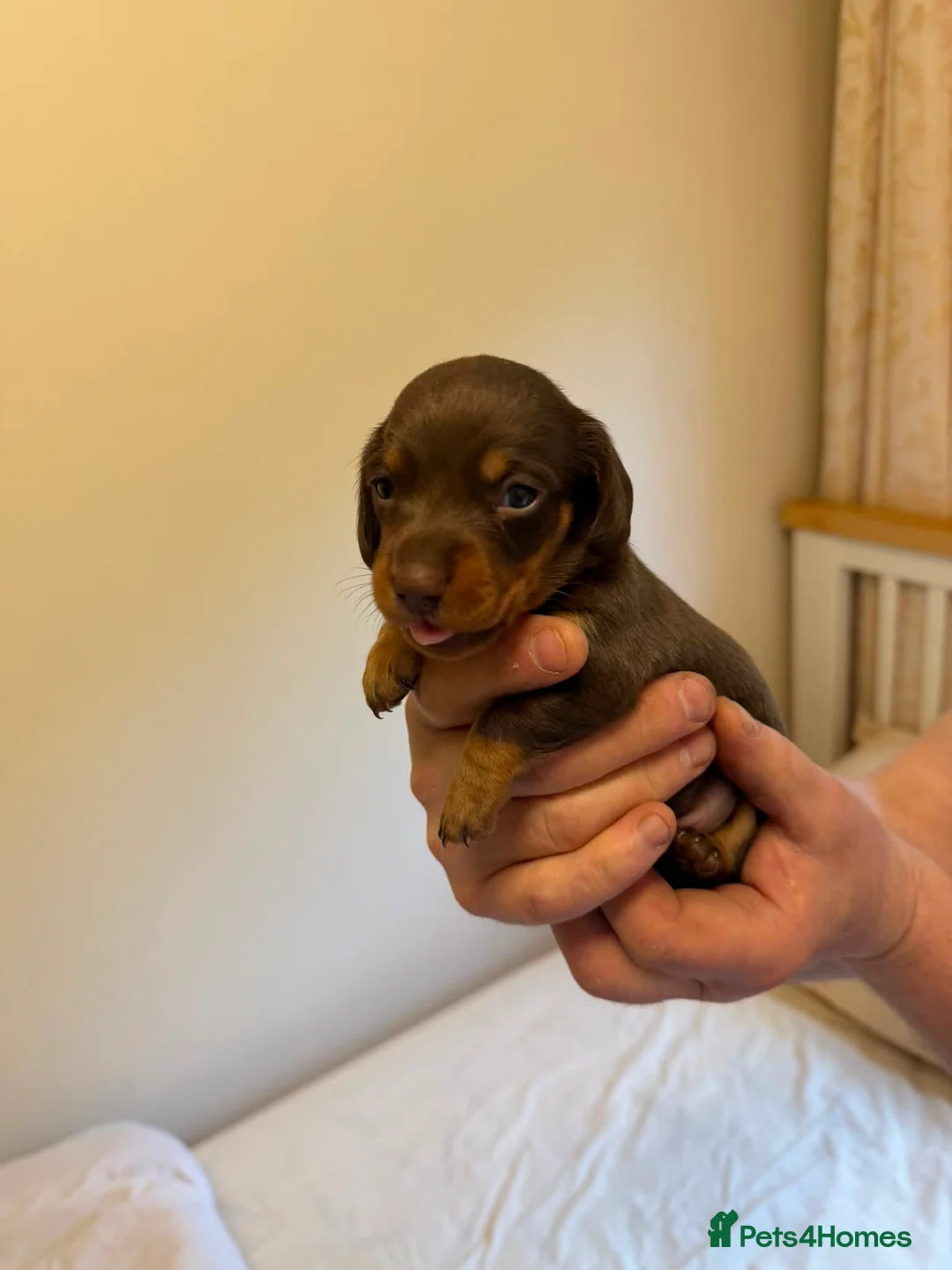 Miniature Dachshund dogs for sale: BEAUTIFUL MINI DACHSHUNDS  - Advert 1
