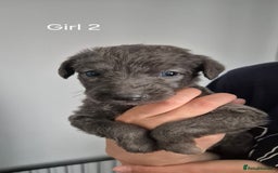 Bedlington Terrier dogs for sale: Beddlington Terrier x Whippet  - Image 2
