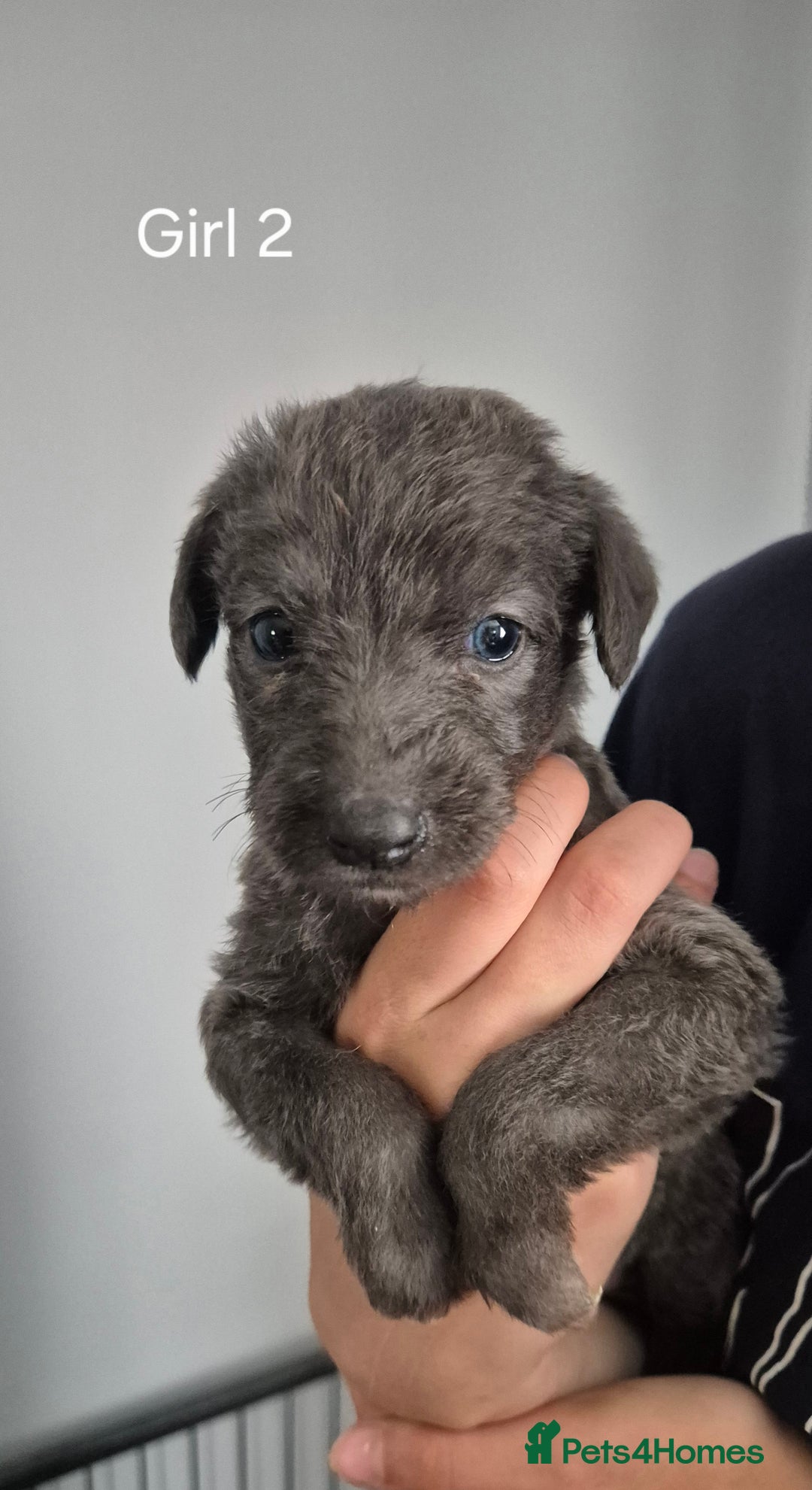 Bedlington Terrier dogs for sale: Beddlington Terrier x Whippet  - Image 2