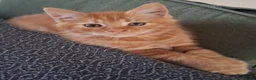 Maine Coon cats for sale: Beautiful Maine Coon Boy - Advert 3