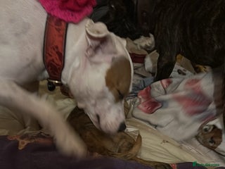 Mixed Breed dogs Staff plus Staff Jack Puppies - Advert 14