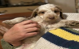 Cockapoo dogs for sale: Cockerpoo puppies F1 stunning colours - Image 32