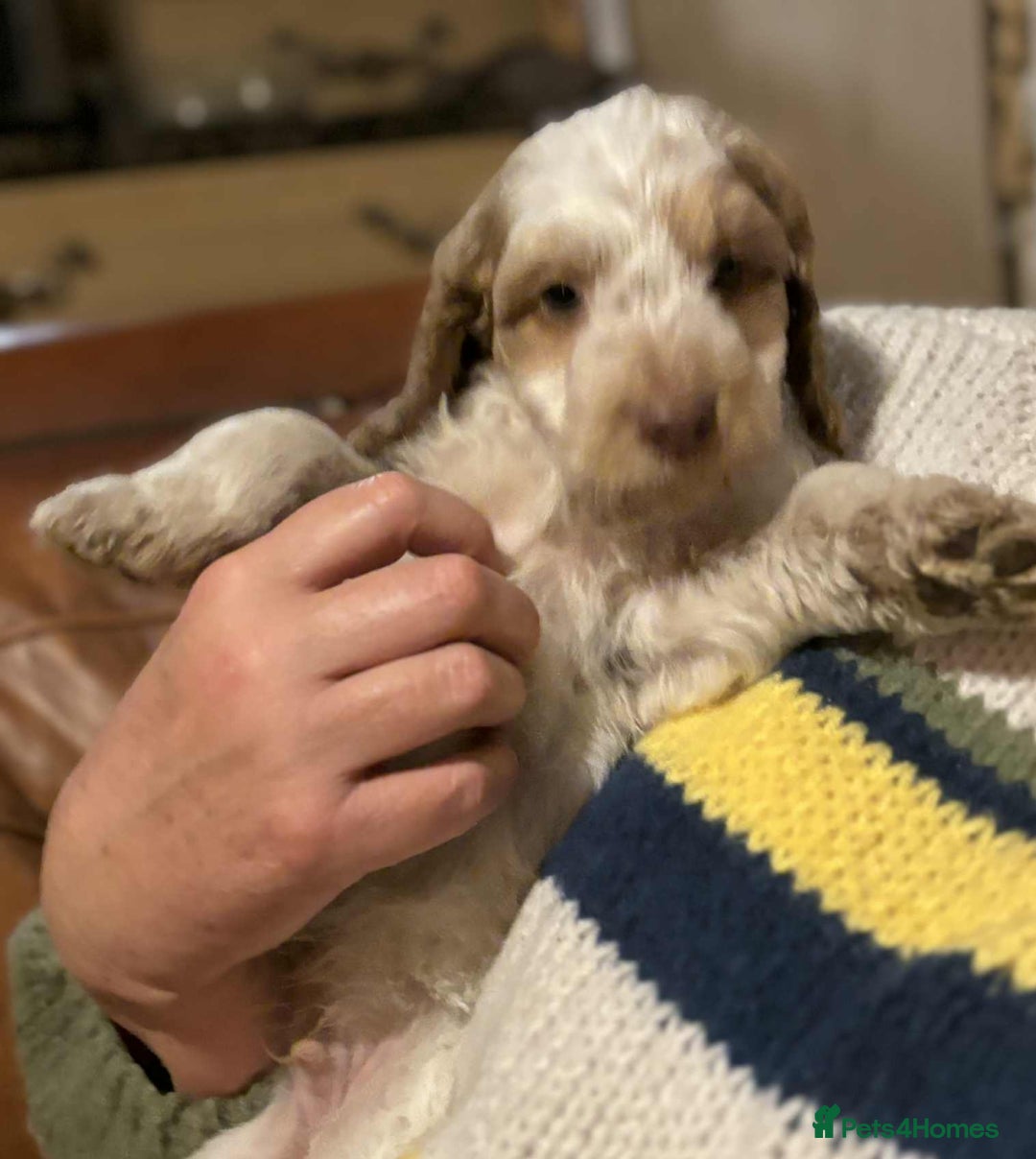 Cockapoo dogs for sale: Cockerpoo puppies F1 stunning colours - Image 32