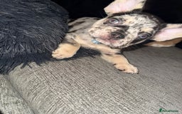 French Bulldog dogs for sale: Frenchie litter - Image 9