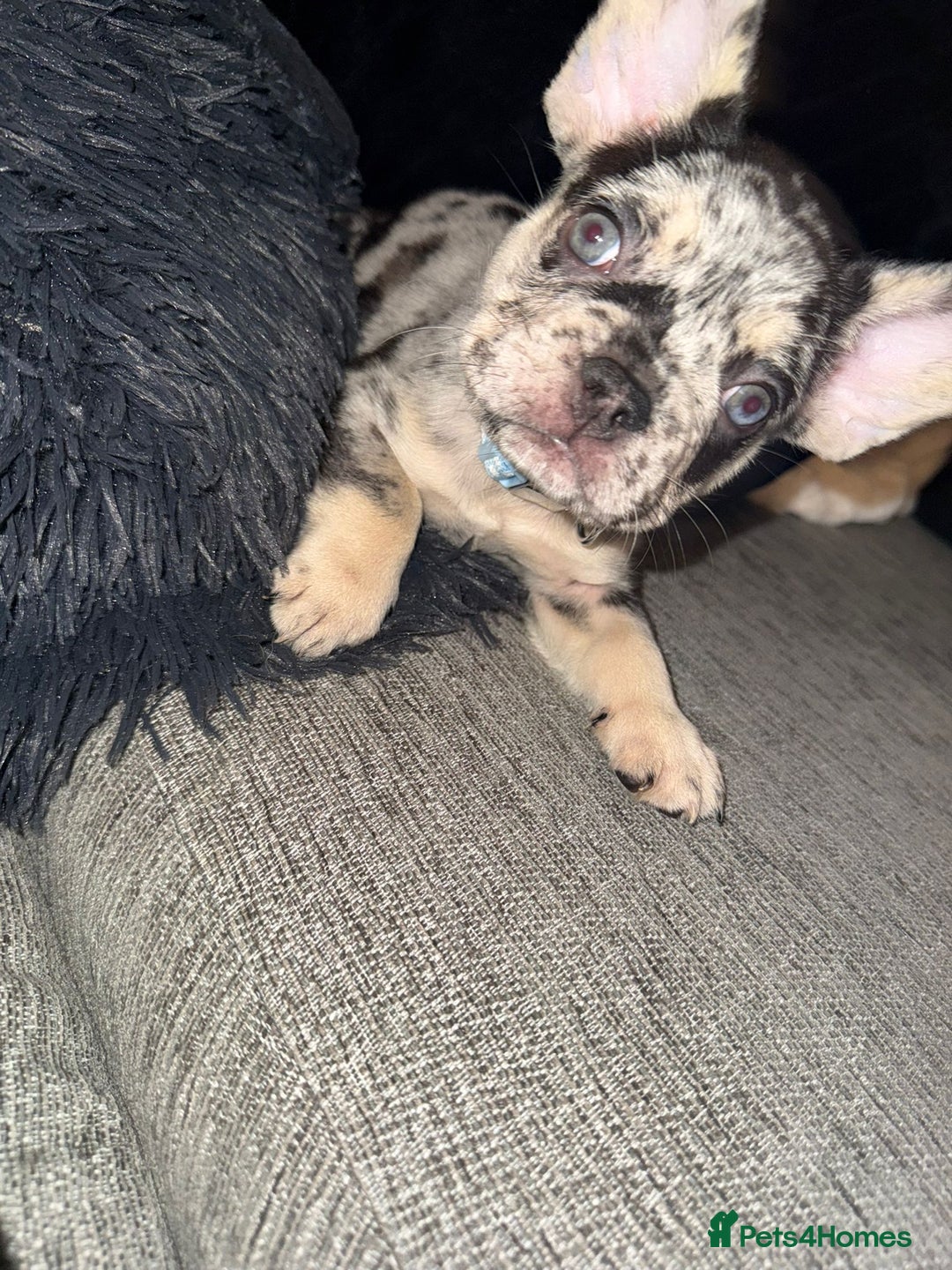 French Bulldog dogs for sale: Frenchie litter - Image 9