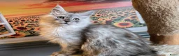 Maine Coon cats for sale: Stunning GCCF Maine Coon kittens - Advert 5